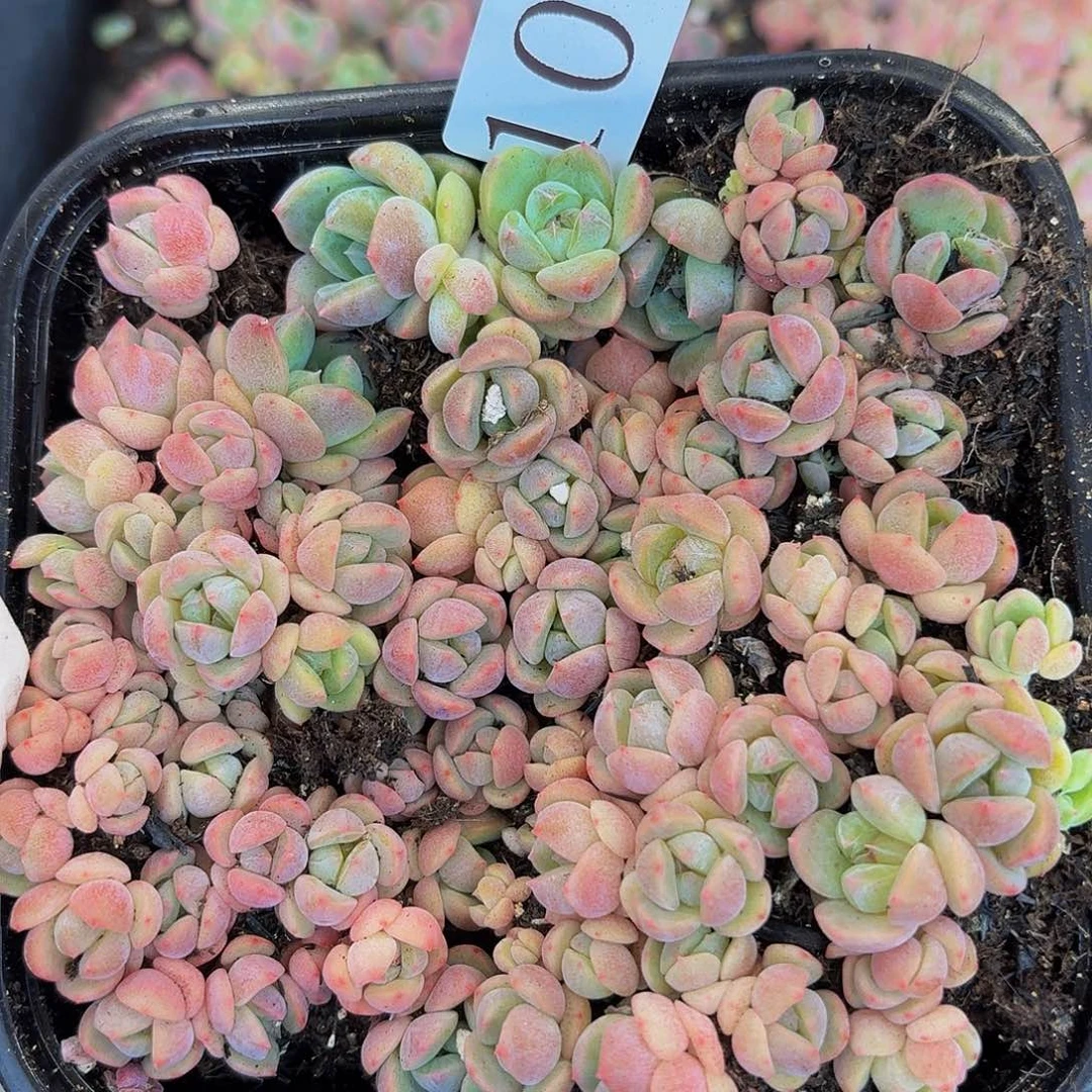 多肉植物多肉植物1001