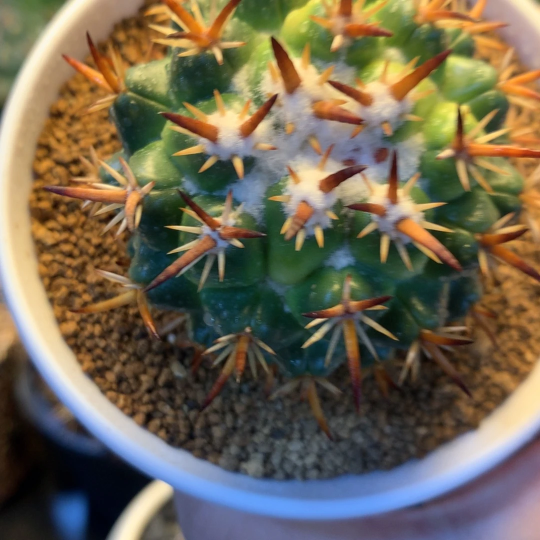 螺纹刺黄体钢钉捡漏。