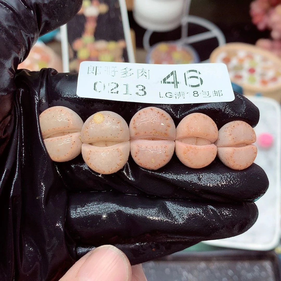 郎哥多肉生石花13-46