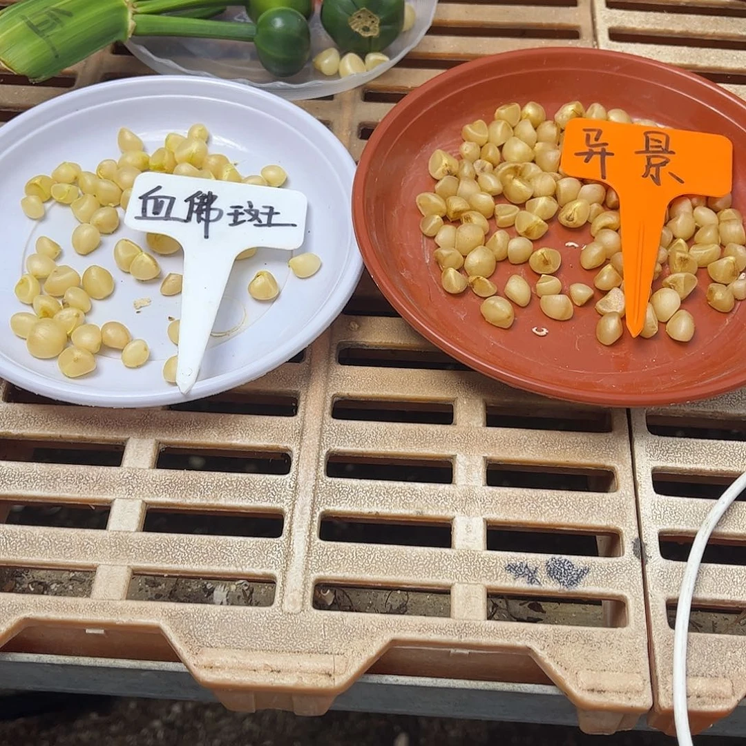 完全开放血佛班异景各5粒