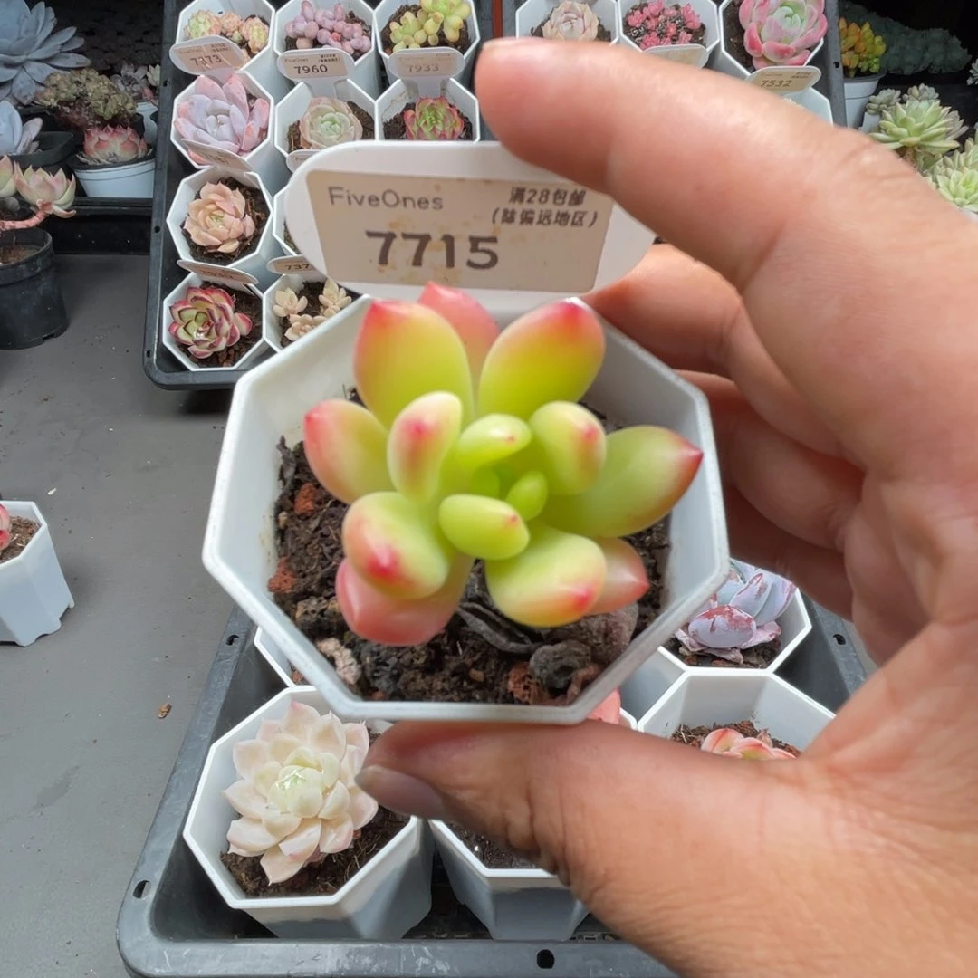 7715春萌4.0厘米