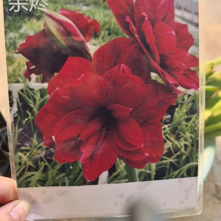 当前无花栽培后可以开花余烬大球带盆发货