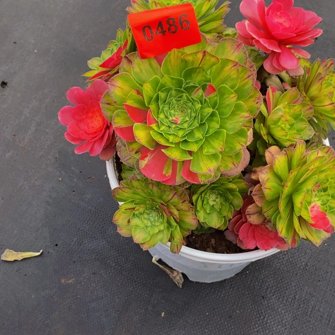 鹏***0486多肉植物知否