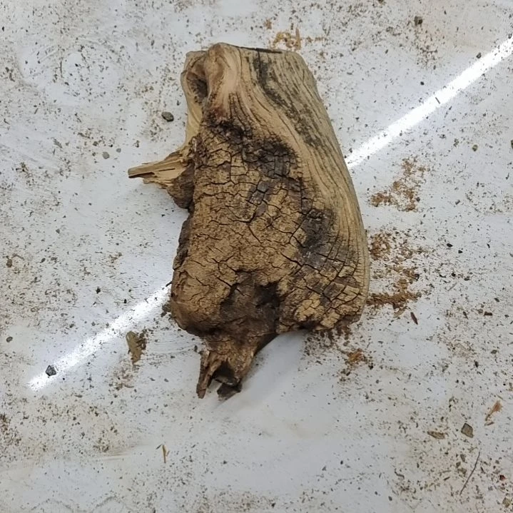 风车木（黑檀木）千**态