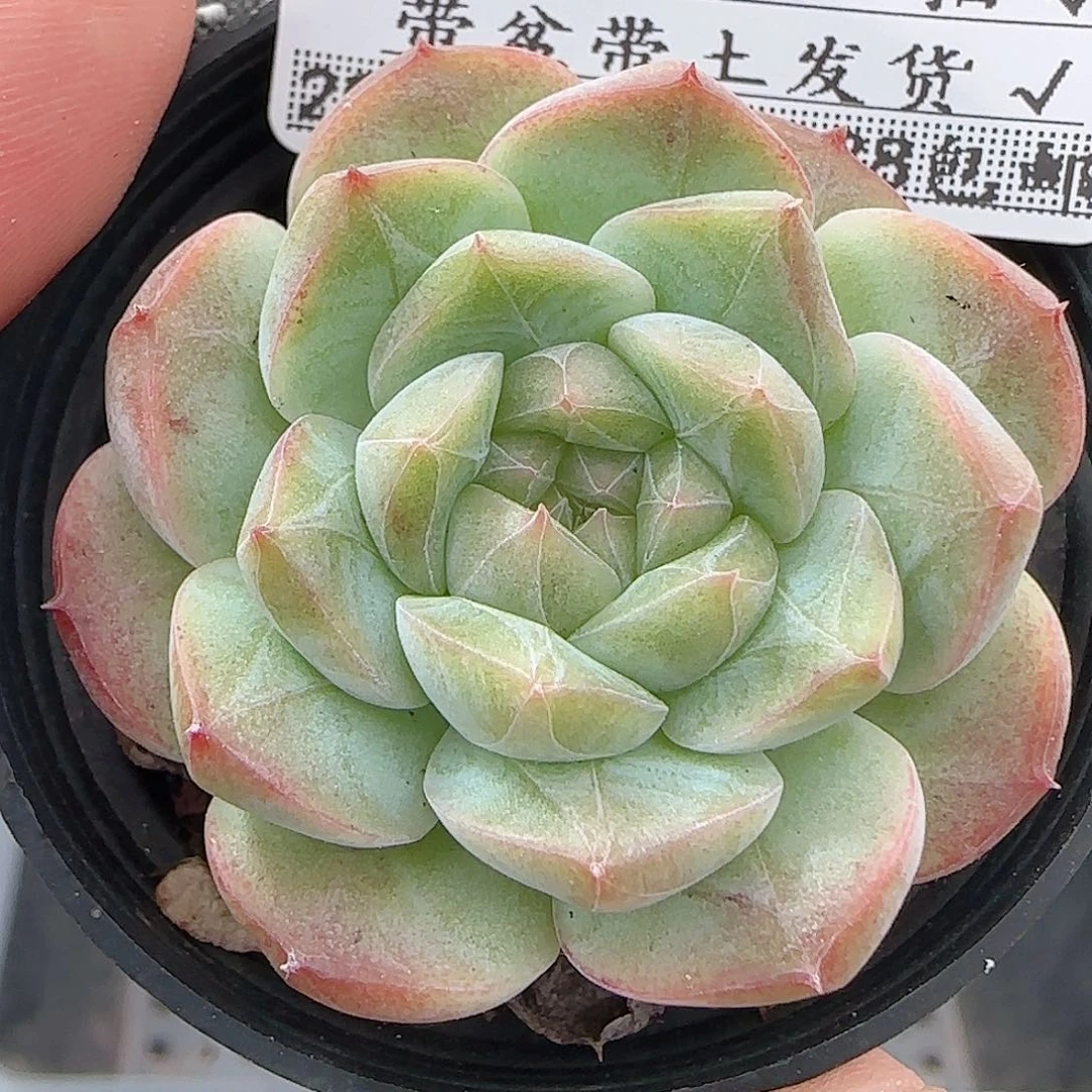 多肉0916-223福利