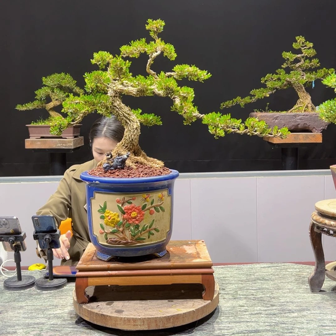 黄杨盆景老桩四季长青