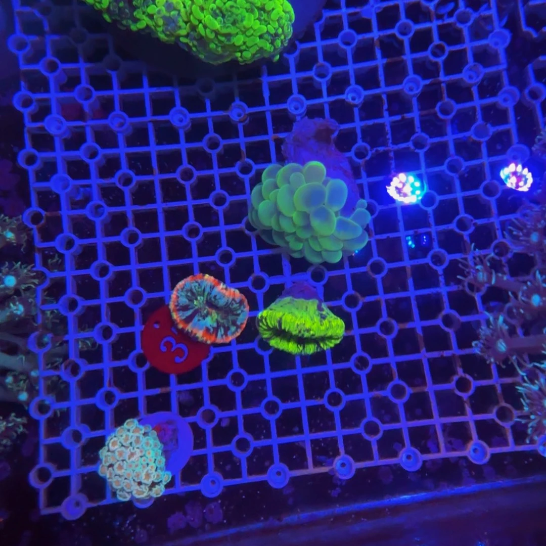 万鱼来朝海水观赏