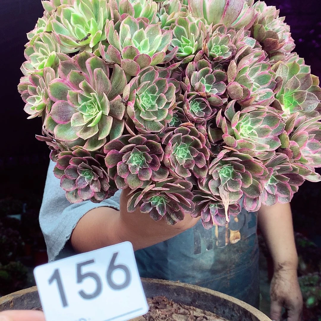 柒柒精品多肉脱土发货不包断侧枝156