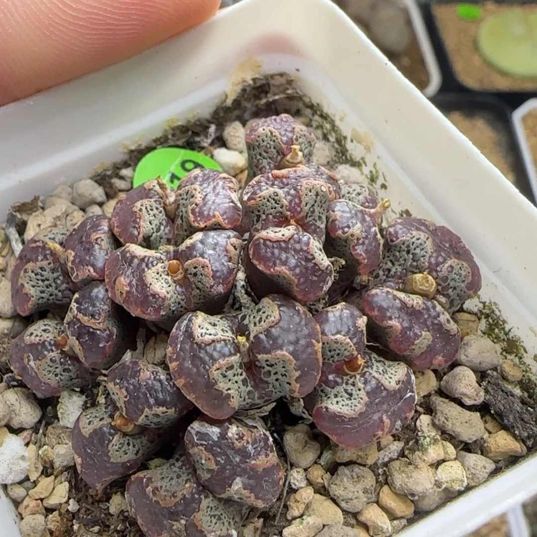 超碟群多肉植物919