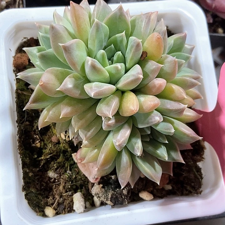 多肉植物358多肉
