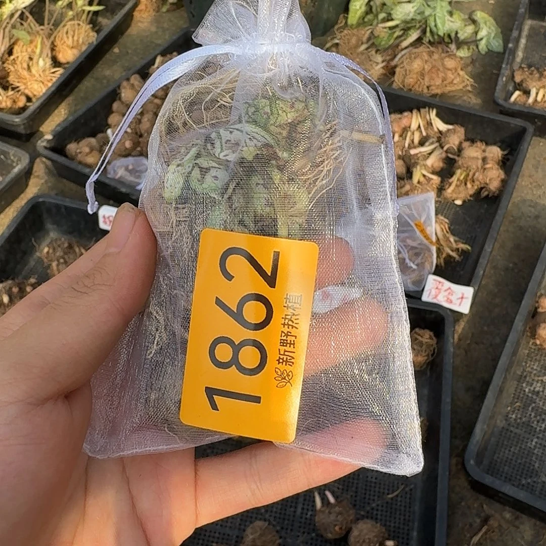 完全开放1862红酒飞溅2个裸球不售后