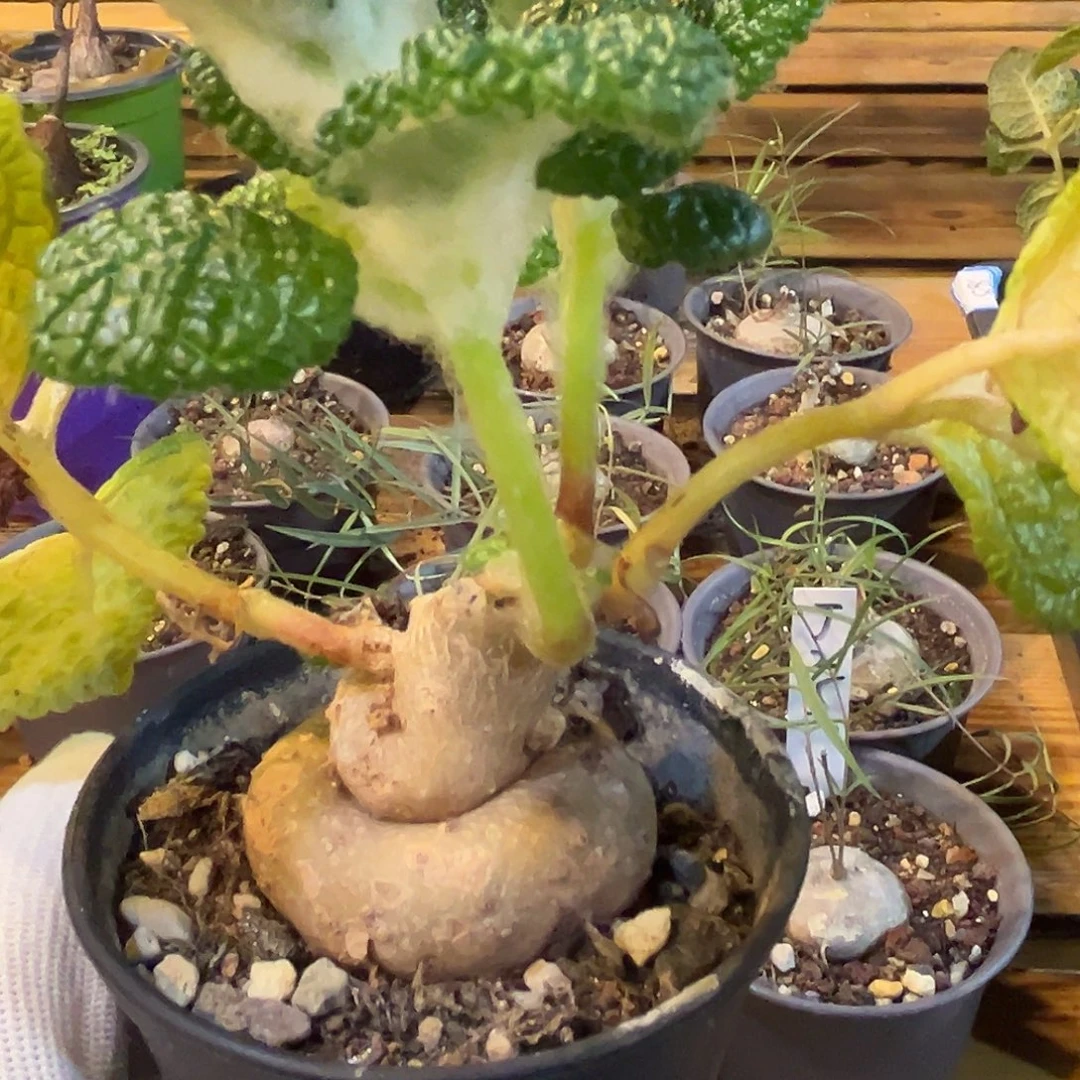 汤圆植物断崖王子