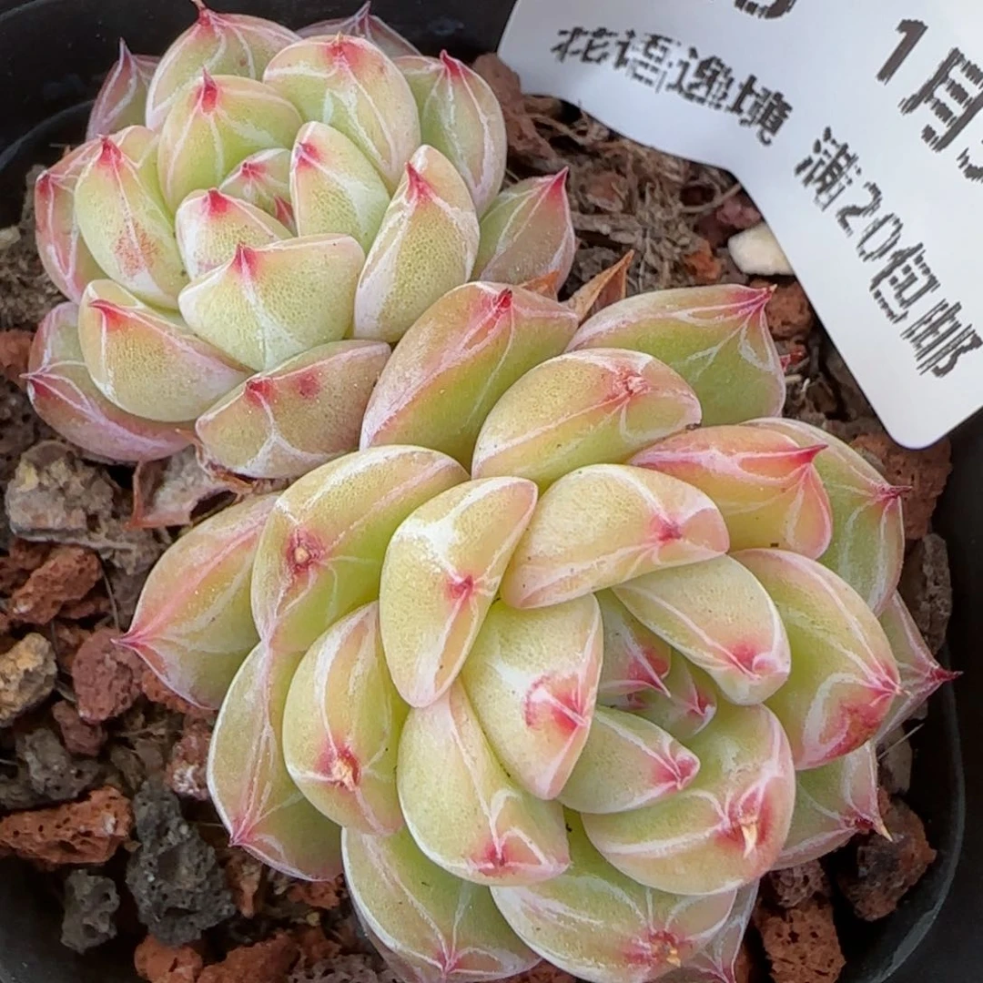 花语逸镜0131-225