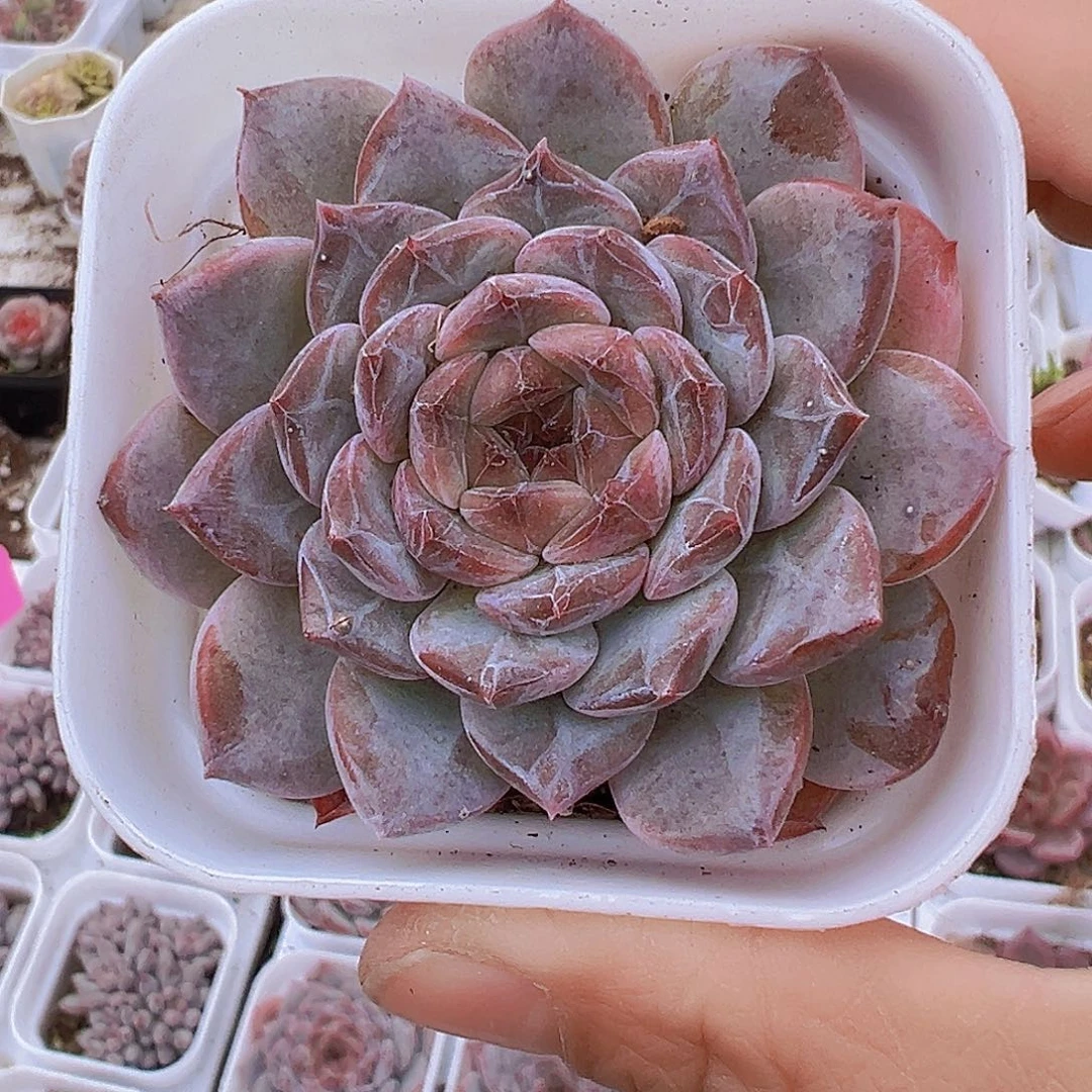 冰糖19包邮多肉植物