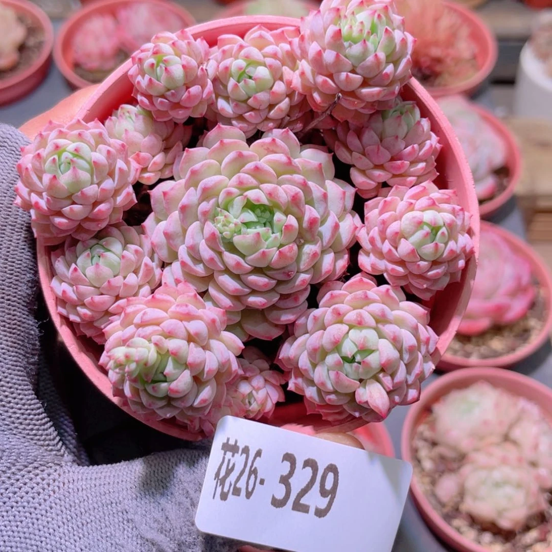 花利美26-329小粉莓