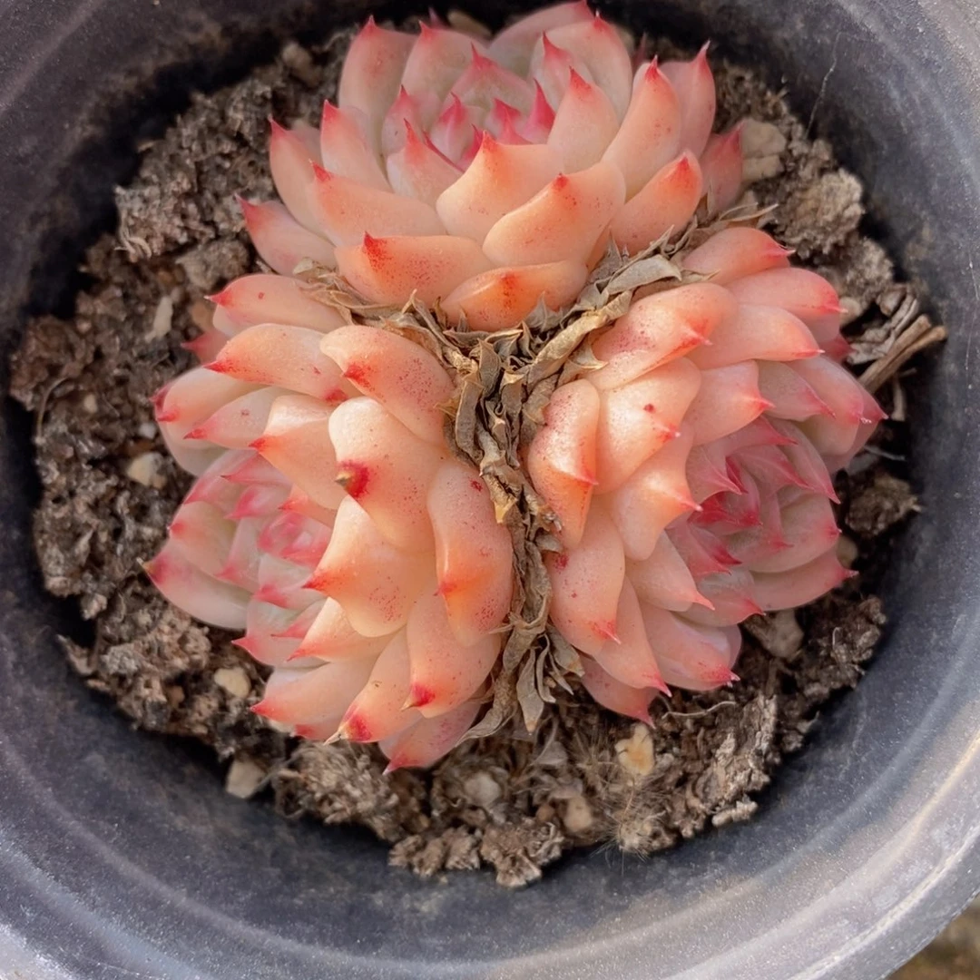 可问主播品种，下滑链接更多品种多肉选择