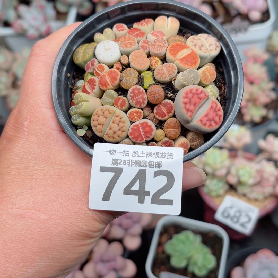 生石花带土球发货