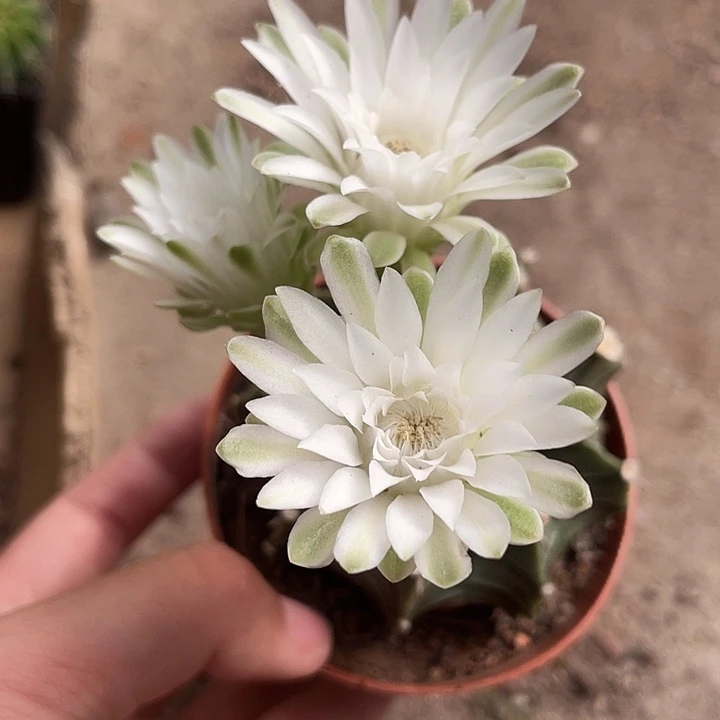 当前无花栽培后可以开花017仙人球开花植物
