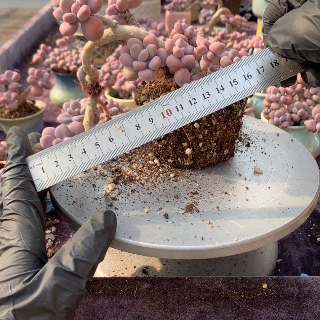 35号不带盆偏远地区不包邮的