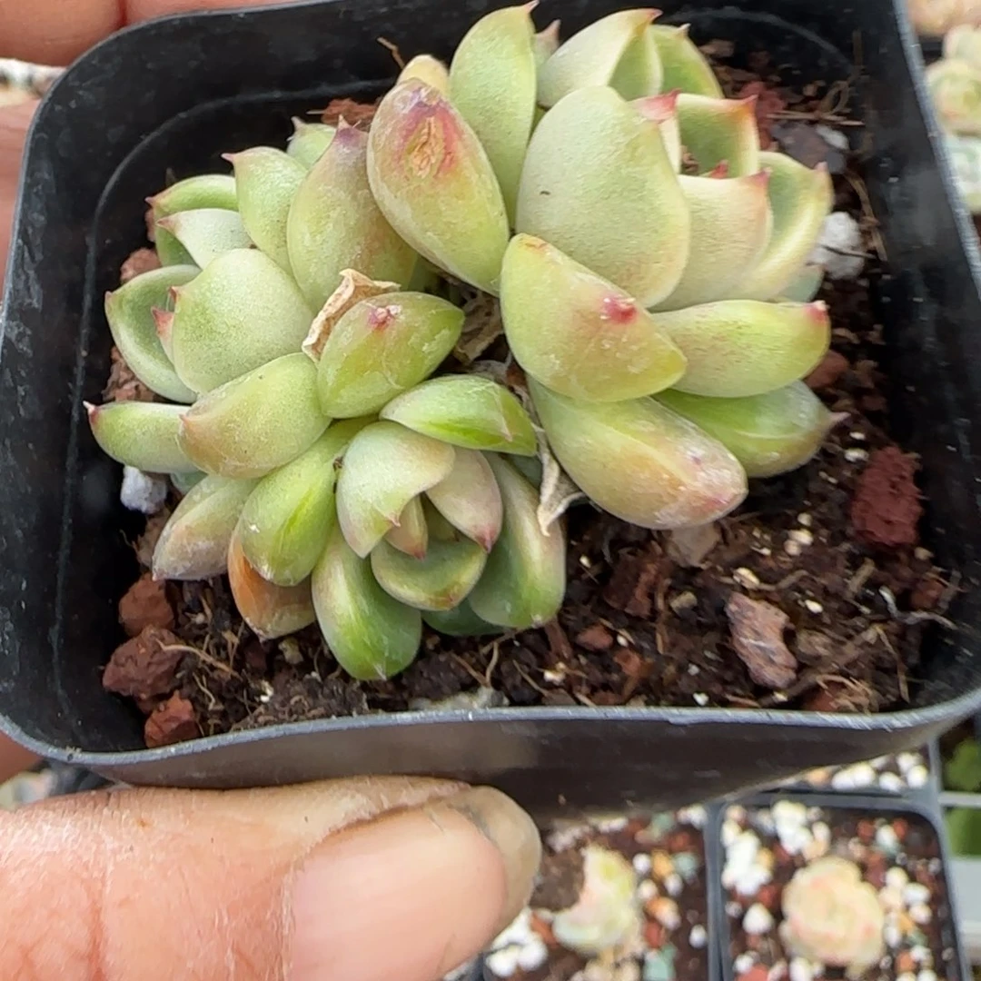 多肉小卡拉米糖心一物一拍