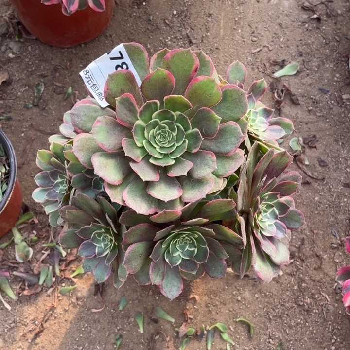 多肉粉花要法师785