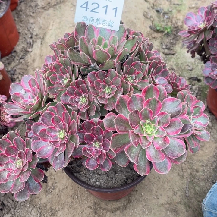 4211安娜多肉的人多的