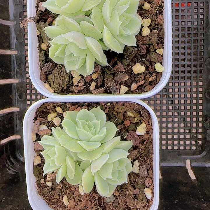 花时光精品多肉51