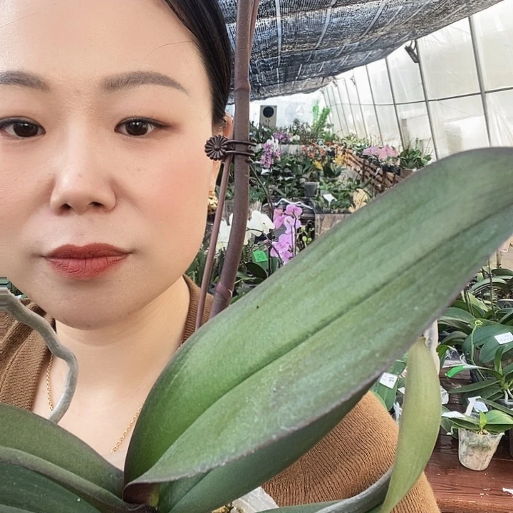 无花朵大吉大利蝴蝶兰