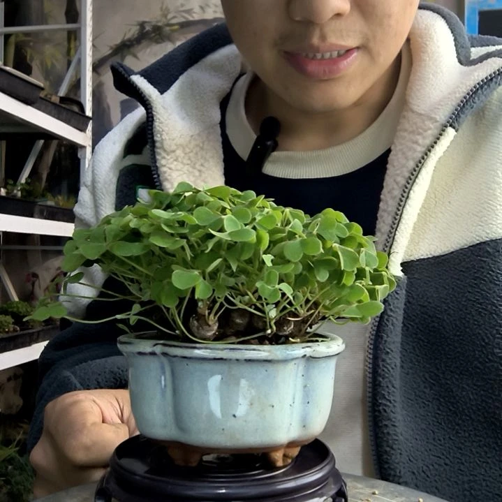 P**K小盆景小植物一物一拍42