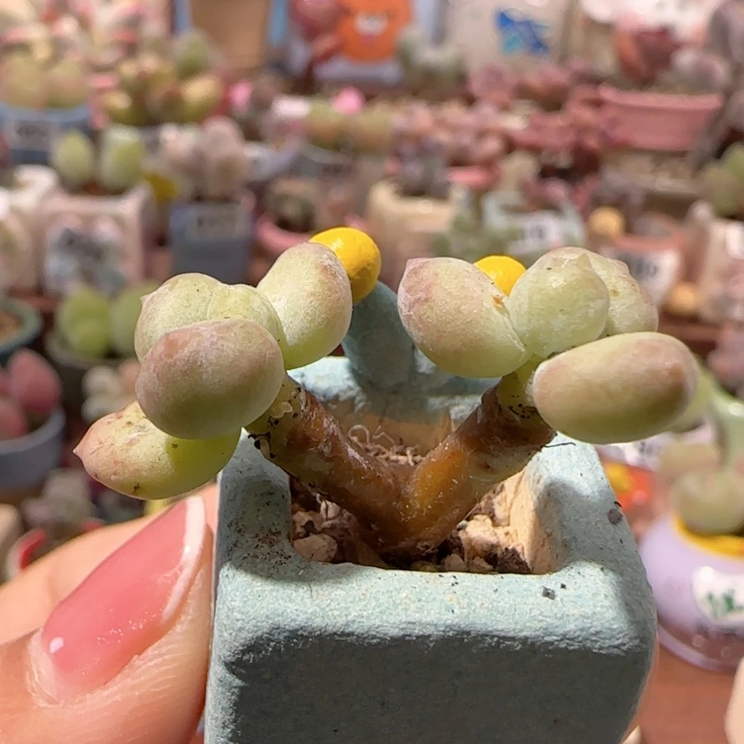 T彩虹奶盆口1.5cm