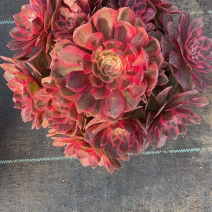 多肉植物云荷锦…………