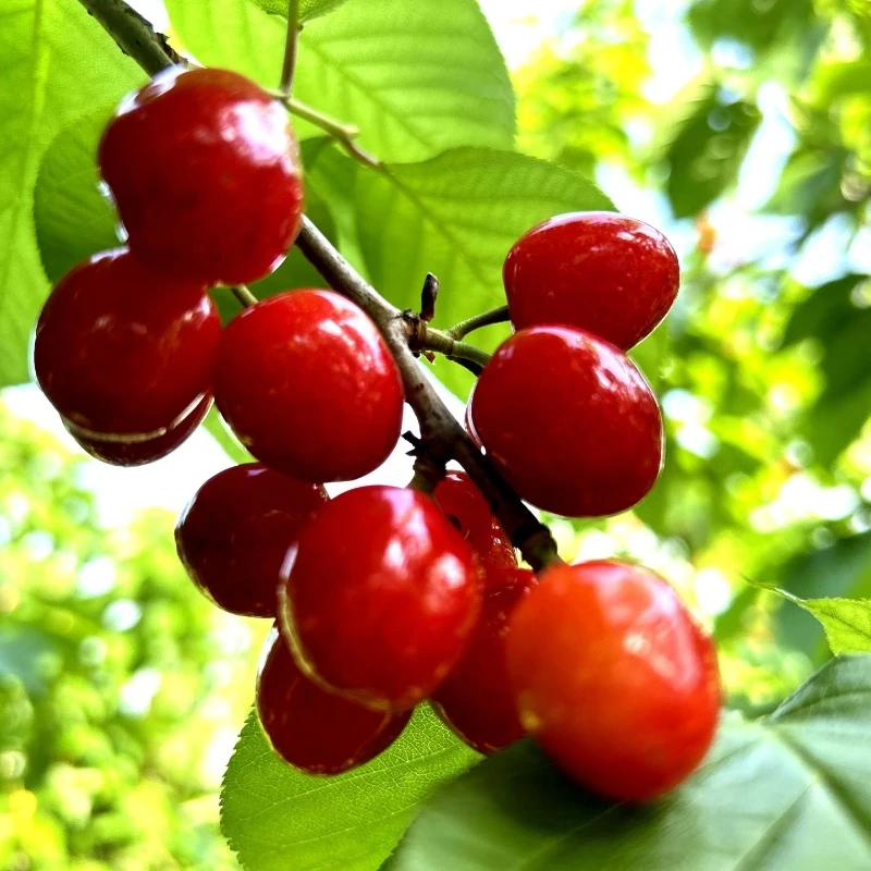 【直播黑珍珠】南北方种植盆栽地栽花卉绿植嫁接苗