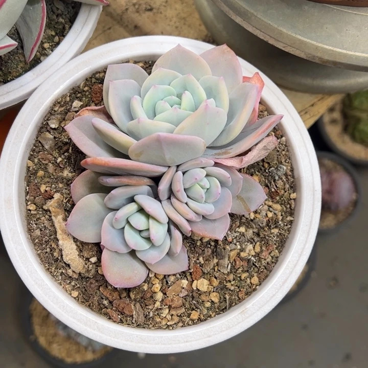 奶茶 老桩 夏鸣园艺