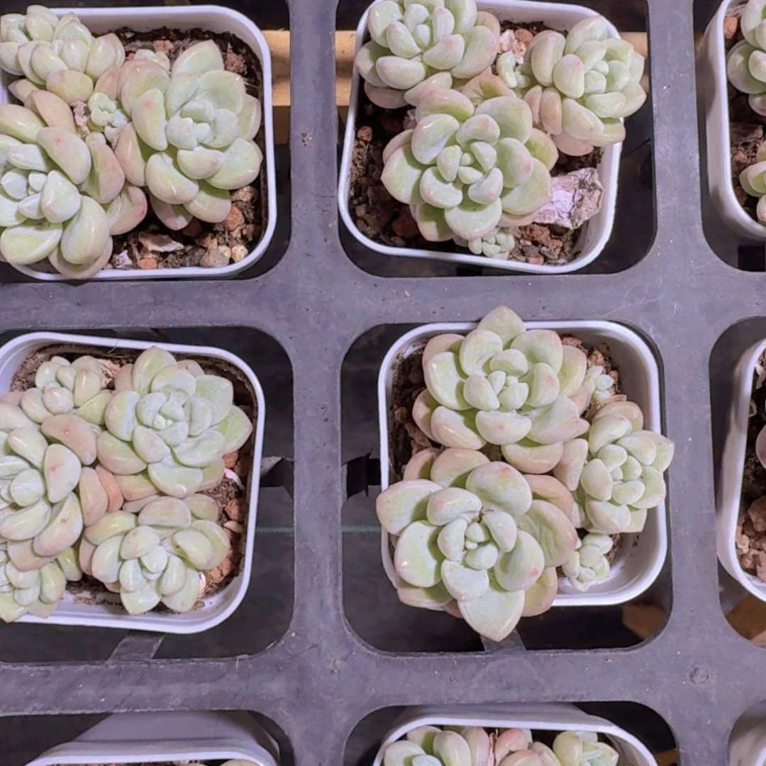 群生泡泡糖多肉植物