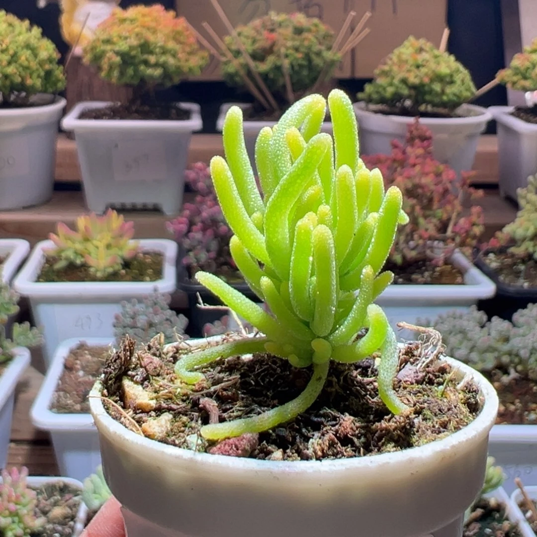 522荧光兔锦一物一拍包开箱