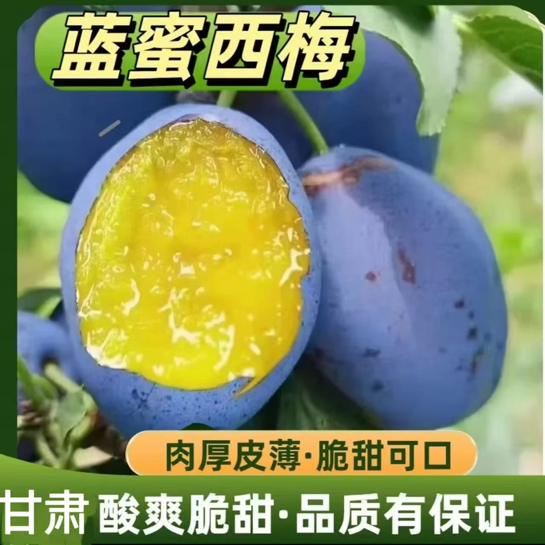 【放软剥皮吃】甘肃大西梅·鲜果正宗