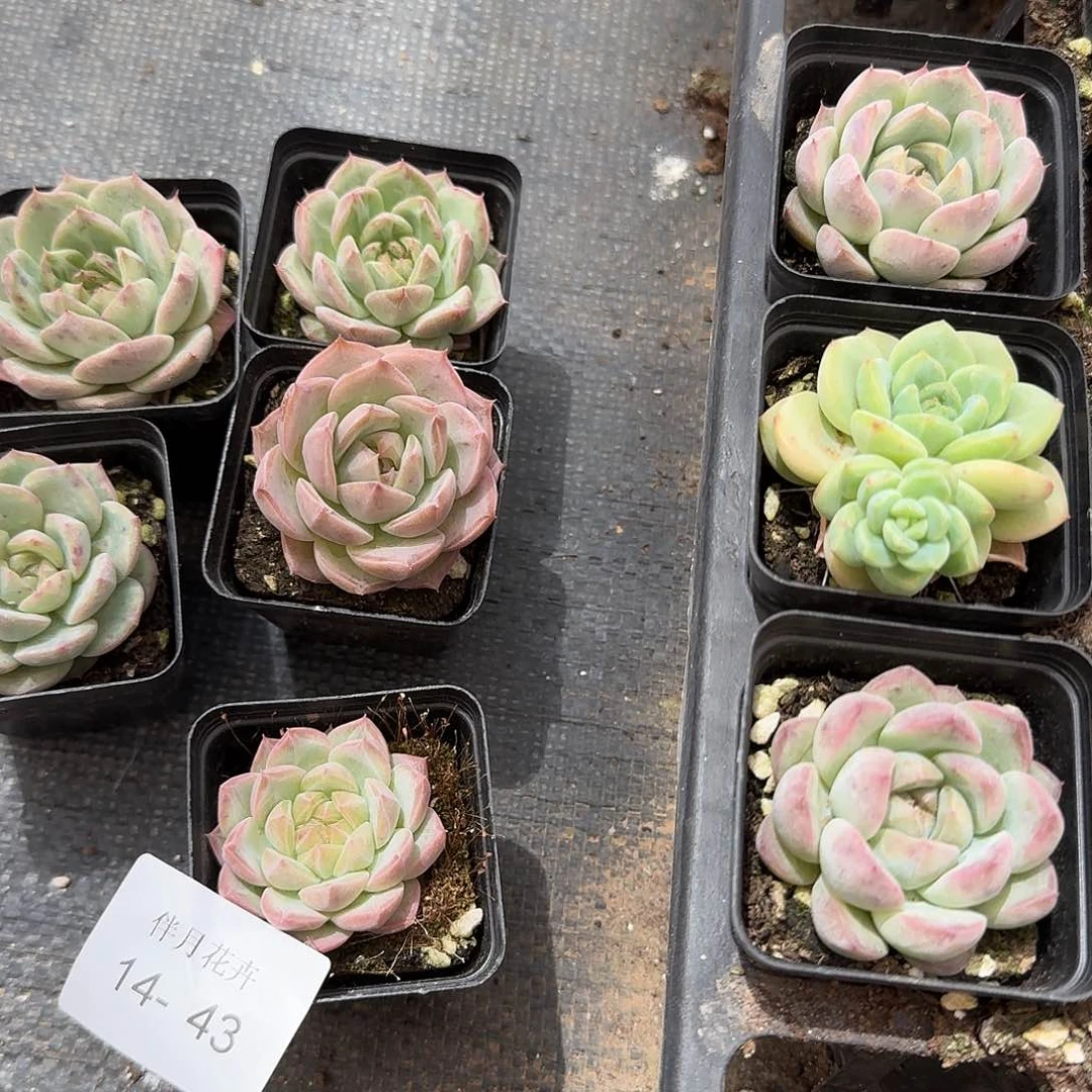 14-43珍妮五颗量拍左一