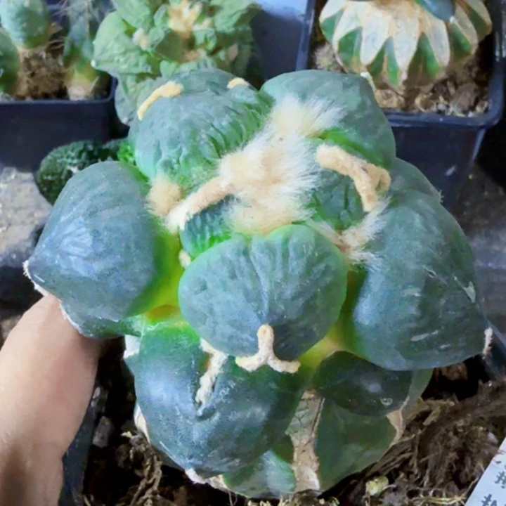 未***1福利苗接蛋尤909 仙人球