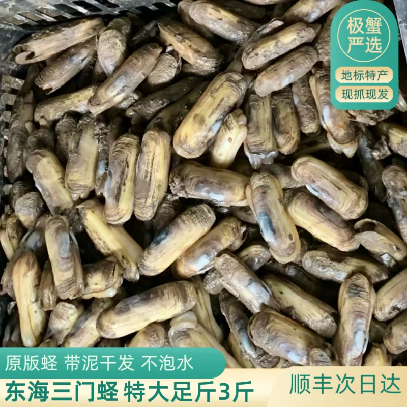 正宗三门缢蛏 鲜活干蛏带泥中大不泡水送礼地产特产顺丰包邮全国