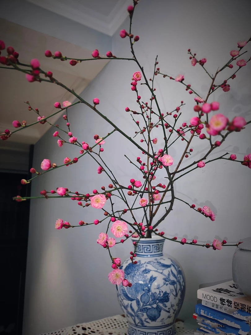 梅花室内水培鲜切水培花材