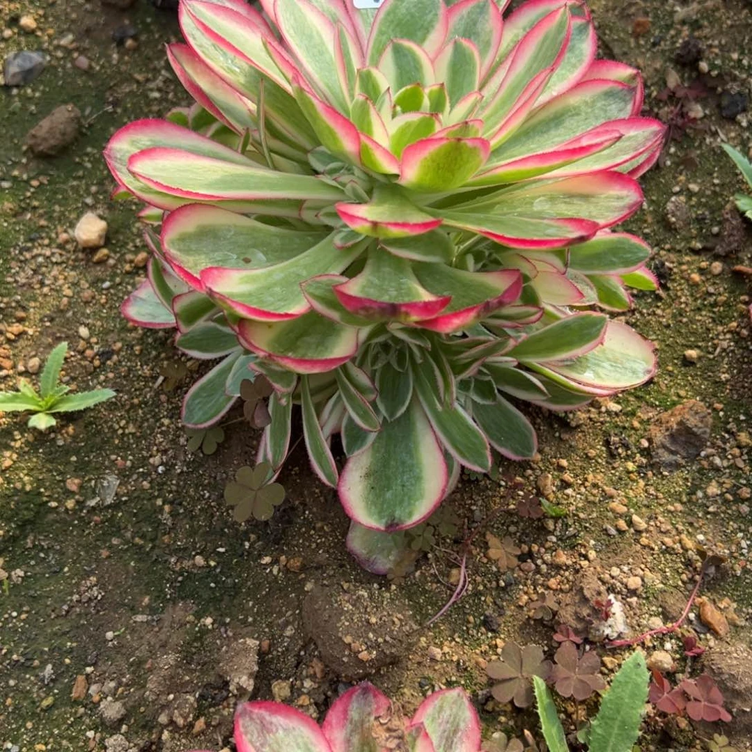 33倾城多肉多肉多肉