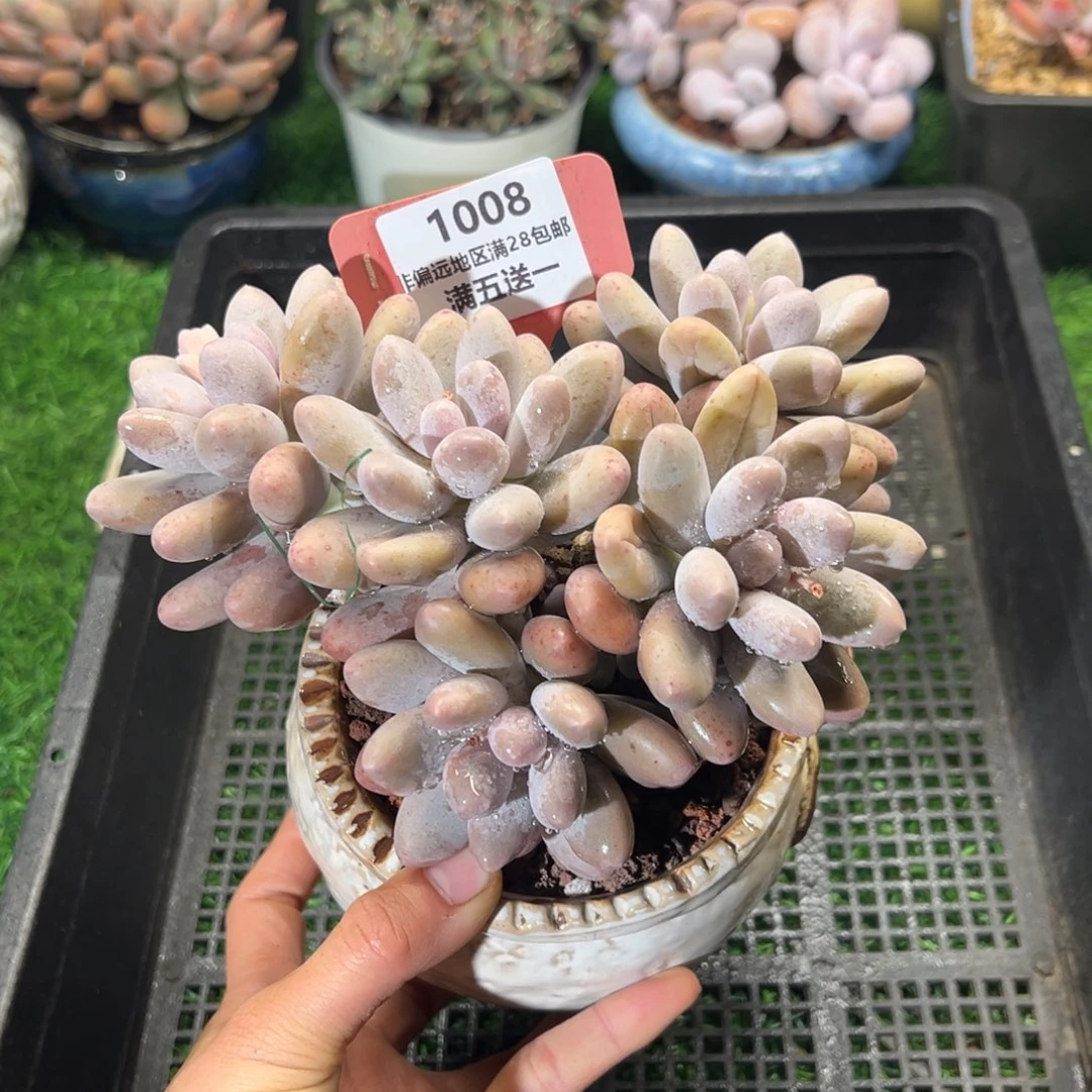 表妹精品多肉植物1008.