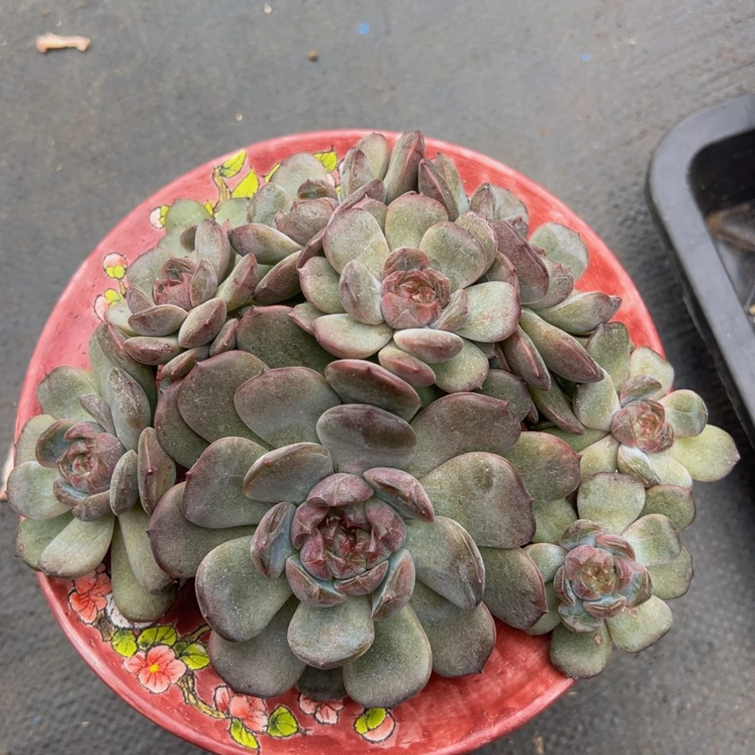 红恋自然群生 天天开心广告