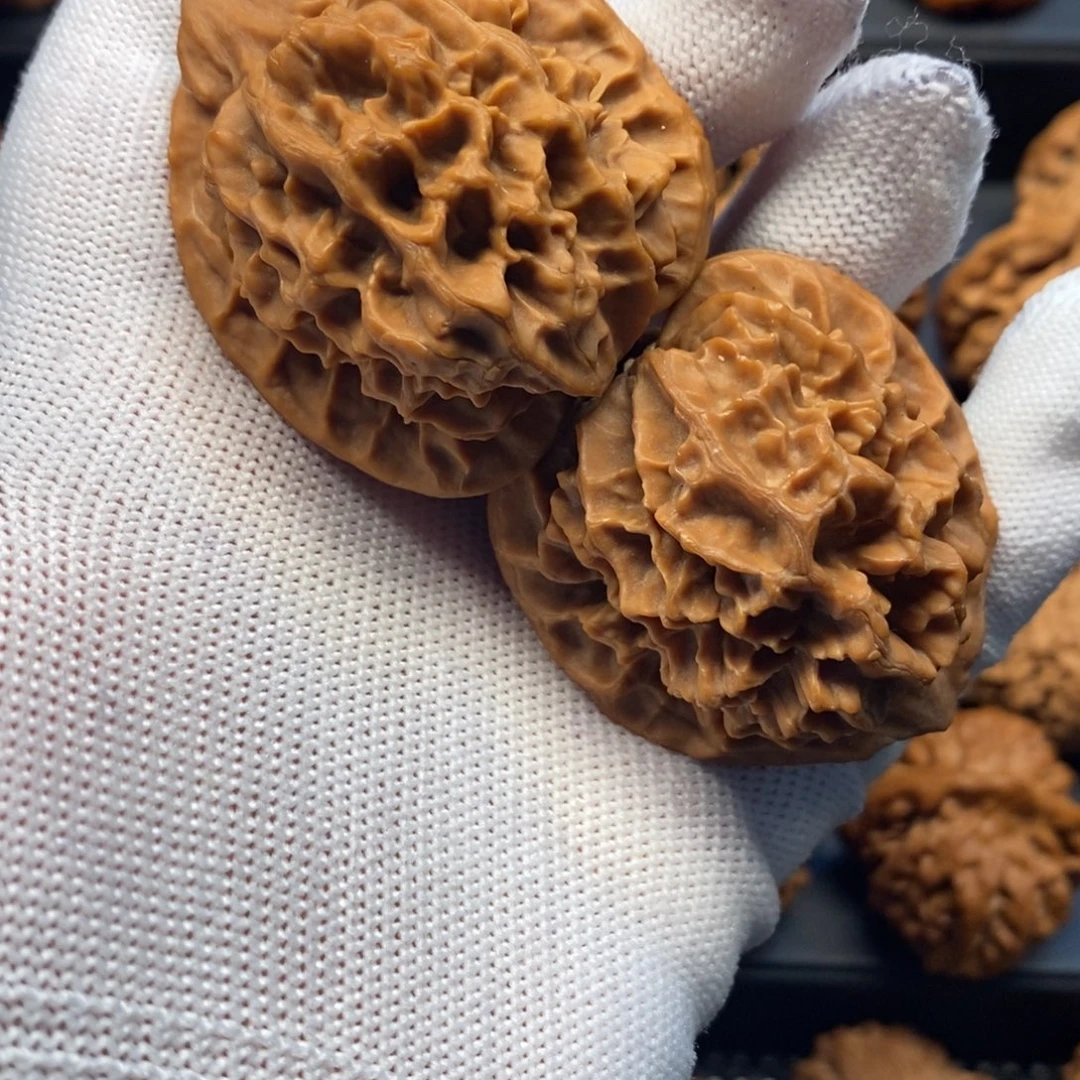 40尺秦岭野生红皮官帽