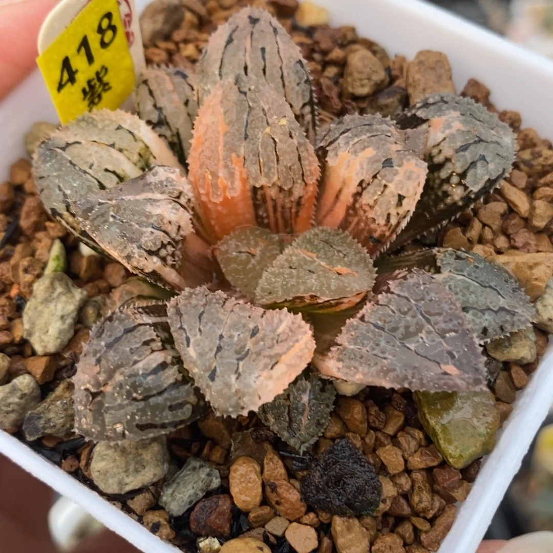 418具味城锦一物一拍