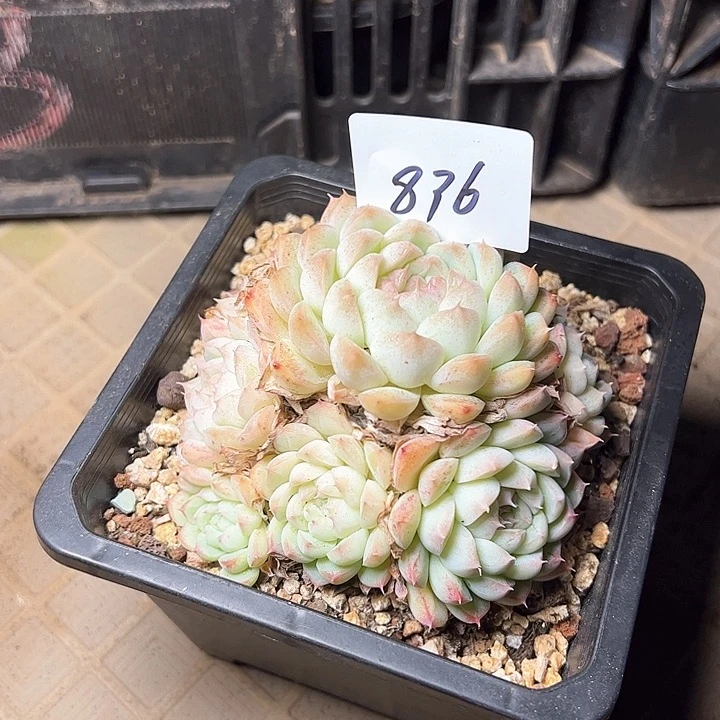 美**美836/////////////////