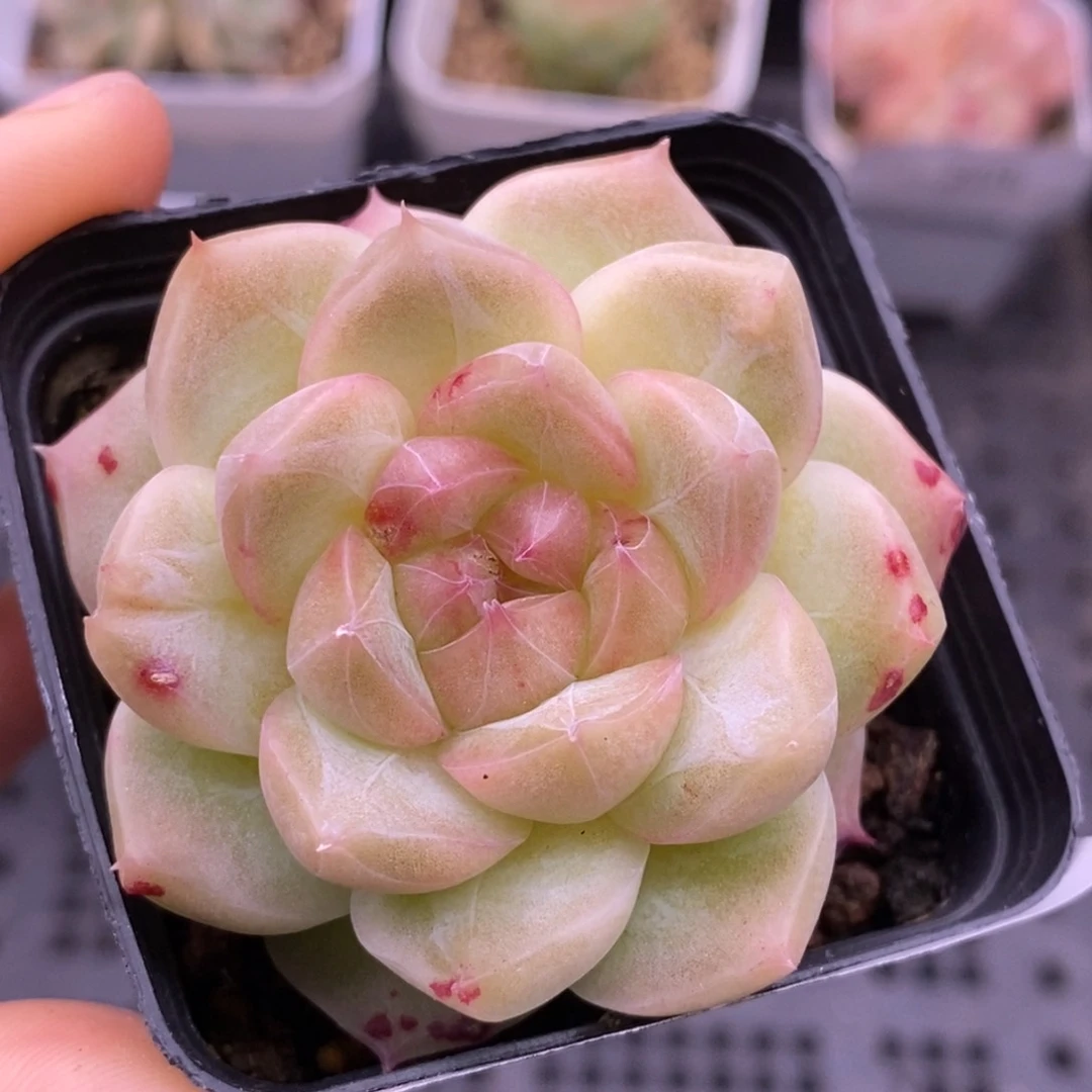 【闪购商品】23-208