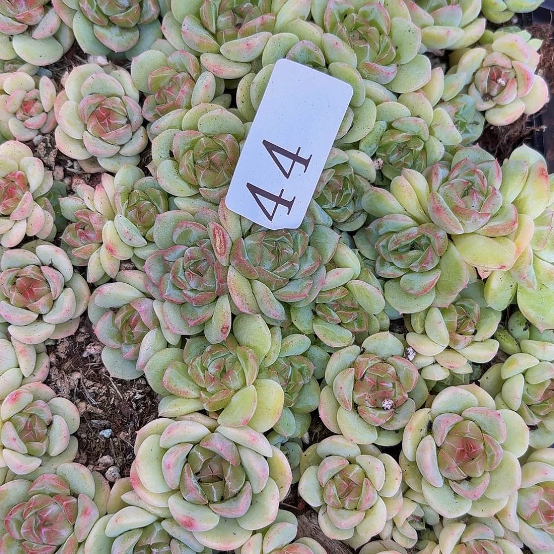 闻***?多肉植物多肉植物44
