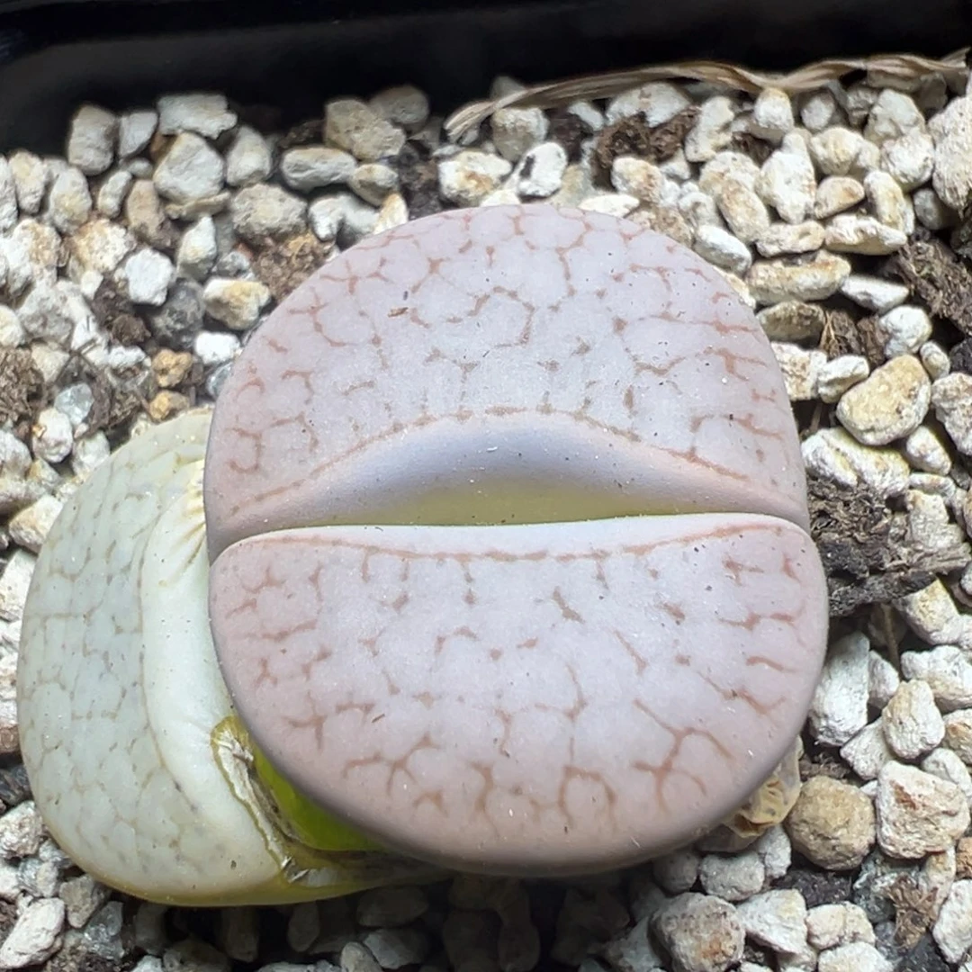 【闪购商品】 1042。