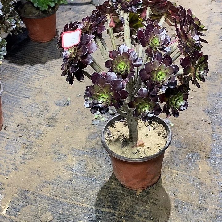 15，黑法师多肉法师多肉法师